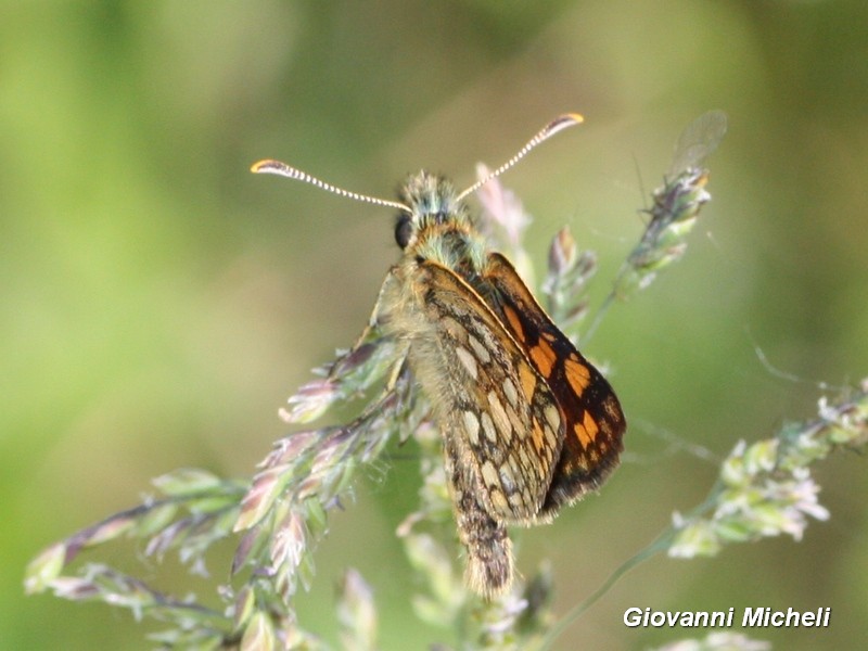 Carterocephalus palaemon, Hesperiidae